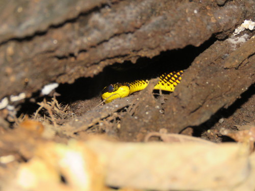 Erythrolamprus dorsocorallinus