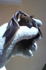 Cynopterus brachyotis