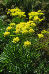 Lomatium suksdorfii