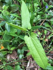 Endodeca serpentaria