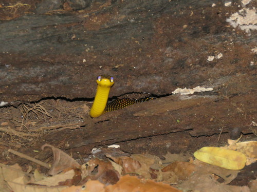 Erythrolamprus dorsocorallinus