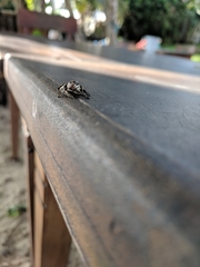 Salticidae