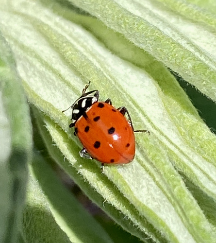 iNaturalist observation photo of Convergent Lady Beetle
