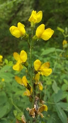 Thermopsis gracilis