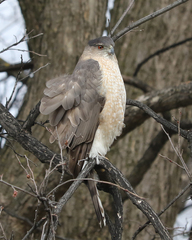 Accipiter cooperii