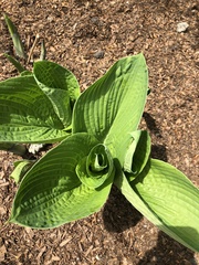 Lysichiton