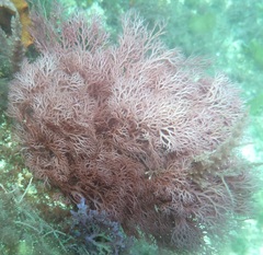 Sphaerococcus coronopifolius