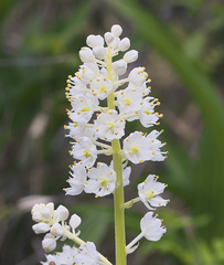 Veratrum stamineum micranthum