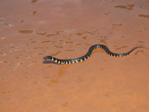 Erythrolamprus taeniogaster