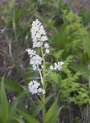 Veratrum stamineum micranthum