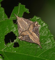 Hypena abjectalis