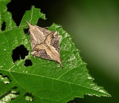 Hypena abjectalis