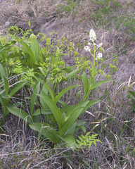Veratrum stamineum micranthum