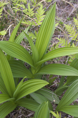 Veratrum stamineum micranthum
