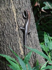 Copeoglossum nigropunctatum