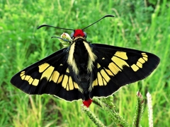 Sarbia xanthippe
