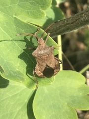 Coreus marginatus