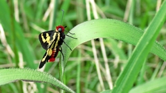 Sarbia xanthippe