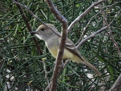 Myiarchus magnirostris