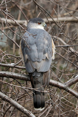 Accipiter cooperii