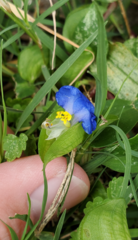 Commelina erecta erecta