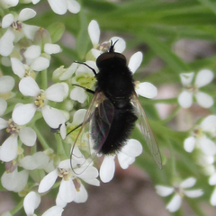 Pantarbes willistoni