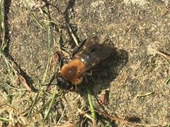 Andrena nitida