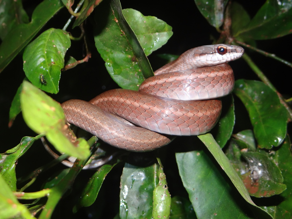 Culebra boba (Herpetofauna de Guantiva, La Rusia Iguaque (Boyacá ...