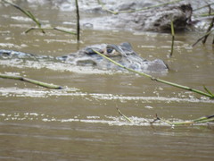 Melanosuchus niger