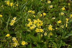 Potentilla freyniana