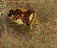 Elasmostethus nubilus