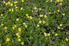 Potentilla freyniana