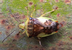 Elasmostethus nubilus