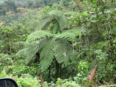 Sphaeropteris horrida