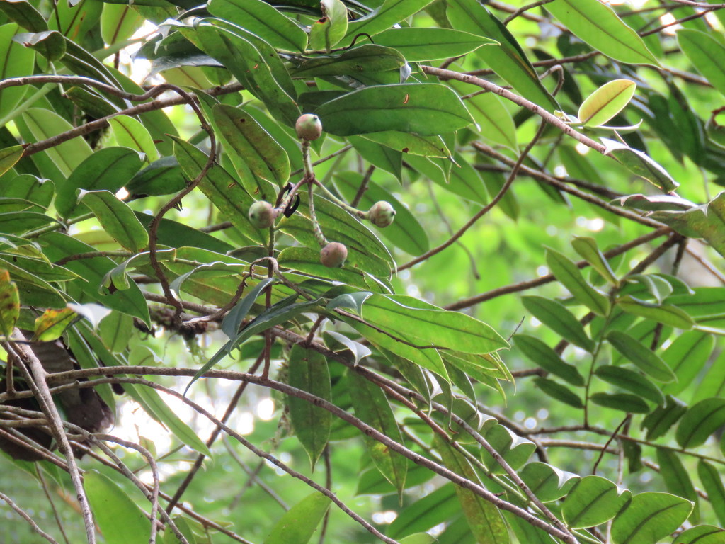 Marcgravia schippii