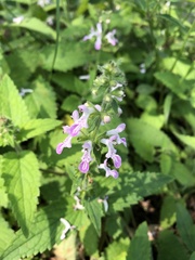 Stachys geobombycis