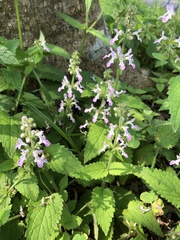 Stachys geobombycis