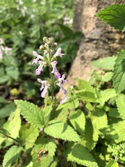 Stachys geobombycis