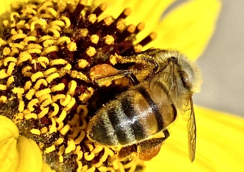 iNaturalist observation photo of Western Honey Bee