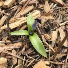 Hyacinthus orientalis