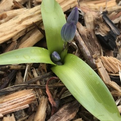 Hyacinthus orientalis