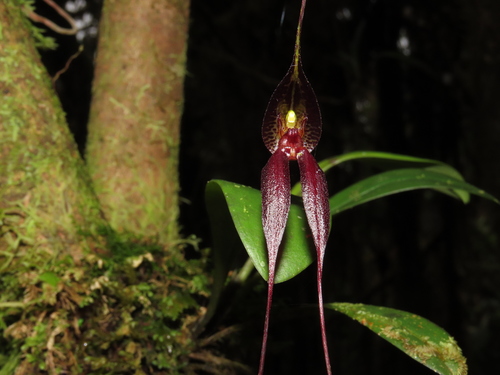 Parvula Orchid