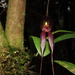 Masdevallia parvula - Photo (c) Sebas Arango, some rights reserved (CC BY-NC), uploaded by Sebas Arango