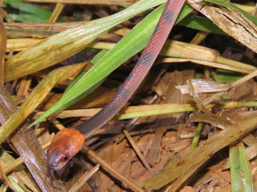 Siphlophis compressus