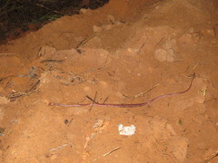 Siphlophis compressus