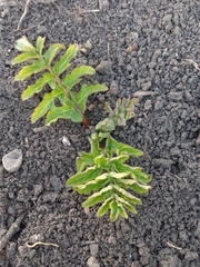 Pastinaca sativa sativa