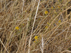 Gutierrezia californica
