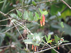 Macleania insignis