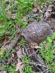 Terrapene carolina carolina