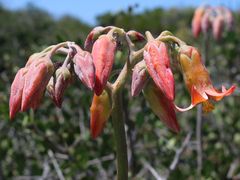 Cotyledon
